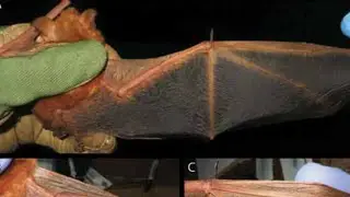 New bat species discovered in West Africa