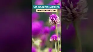 ⚘️ TR&Eacute;BOL ROJO: &iquest;por qu&eacute; ayuda en la MENOPAUSIA?