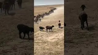 l made a water system to the sheep