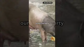 Oh no! Pigs got drunk after drinking 18 beers! #funny #animals #news #story #facts