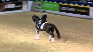 Benicio - Callaho Stud