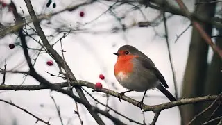 Peaceful Nature Music for Relaxation & Meditation 