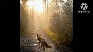Czech Nature Photographer Michal Janda Captures Stunning Photos Of Animals And Landscapes