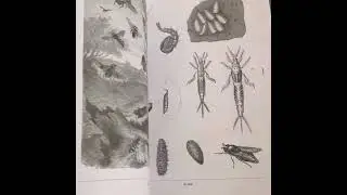 The Insect Reference Book: An Image Archive for Artists and Designers by Vault Editions #design