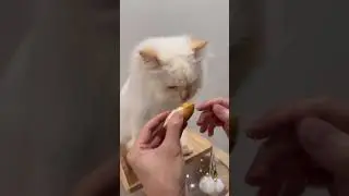 #leo #leekeoku #cat #catshorts #animallovers #cateatdurian #cateating #catlick