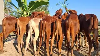 বর্ডার ক্রস ইন্ডিয়ান শাহীওয়াল জাতের ষাঁড় বাছুর গরুর লট কিনুন ডিরেক্ট বর্ডার এলাকা থেকে  #cow 