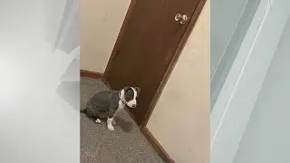 Woman trying to get her dog from closed&nbsp;boarding facility