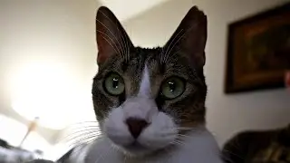 Curious Cat On Daddy's Lap!