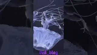 The Ocean&rsquo;s Silent Killer 😱💀 | The Deadly Power of the Box Jellyfish#BoxJellyfish#OceanPredator#Dead