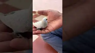 Baby parrots growth part-8 #birds #babyparrotកូនសេក #babybird #birdslover