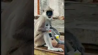 Travel Sri Lanka 🇱🇰 #monkey #youtubeshorts #travel #monkeylove #srilanka 🐒❤️