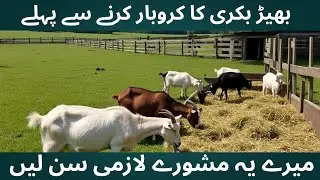 Goat farming ya Sheep Farming profitable kesy hogi ? 🤔
