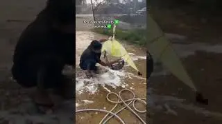 Basuh Wau Puyuh Biar Bersih #youtubeshorts #shorts #kite #wau #layangan
