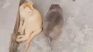 Biggest Rat Ever!