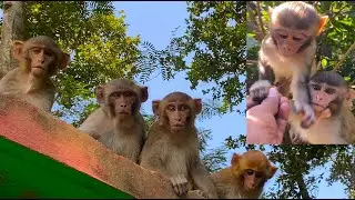 Growing Up Wild: The Incredible Journey of Baby Monkeys.🐒🌳