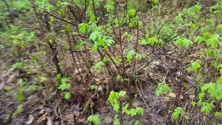 Looking for verpa bohmica at the Chatanika river, Alaska