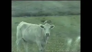 MONTANA JUNE 30 1998 COWS ON ROAD SNOWBALLS TRAIN BLOCKING ROAD