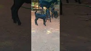 faming goat 🐐✨