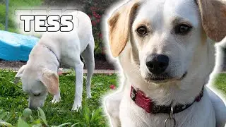 Meet Tess!