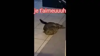 Y a pas plus love qu'un chat ❤️❤️❤️ #pourtoi #chat #love #amour #chill