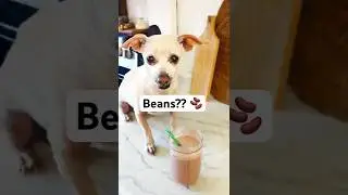 Моя собака приготовила смузи 😂🥤 #DogVlog #FunnyDog #shorts