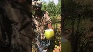 Fresh coconut | cutting skill |morning refreshment