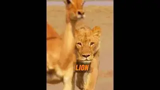 Les lions chassent les herbivores ! #animaux #animal
