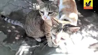 Cute cats playing in garden | funny cats video | Lovely cats video