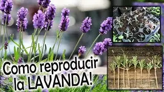 COMO REPRODUCIR LA LAVANDA Y COMO PLANTARLA // CUIDADOS