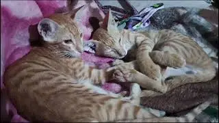 cage rest  cats #amazingpets#petsworld #beautifulcreatures  #colorfulbirds #worldpetslover #trending