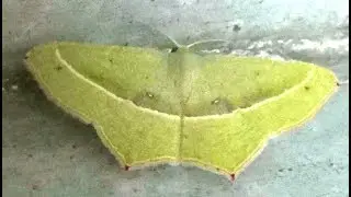 Geometer Moth