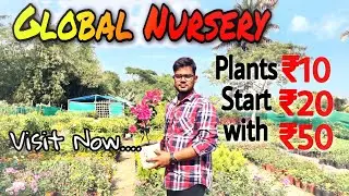 Plants to Buy in Winter Season || Global Nursery Visit || All Seasonal Plants@- ₹20