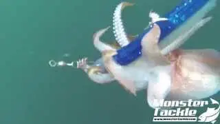 Cuttlefish attacks fishing lure