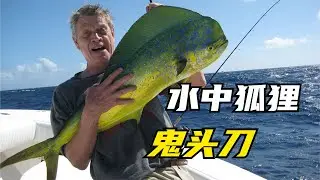 鲯鳅，绰号&ldquo;鬼头刀&rdquo;，色彩艳丽速度强悍，我国东海黄海有其踪迹