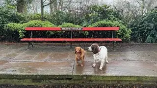 16/01/26 trail run with molly and willow
