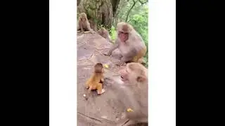 Macaco Filhote Defendido Pela M&atilde;e - #shorts #foryou #viral