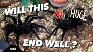 САМЫЕ БОЛЬШИЕ ТАРАНТУЛЫ, КОТОРЫХ Я КОГДА-ЛИБО Спаривал!!! 😱 ~ Очень ИНТЕРЕСНОЕ ПОВЕДЕНИЕ!!!