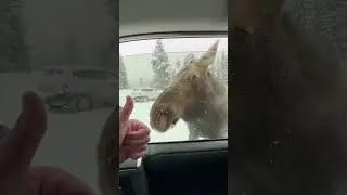 The Funniest/Scariest Moose Encounter Ever!🤣 #shorts #subscribe #funny #moose