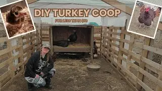 DIY Turkey Coop for less than $50!