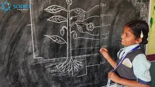 Parts of a plant 