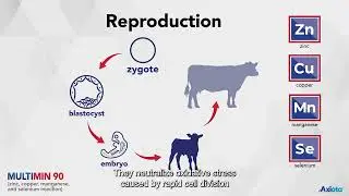 Multimin&reg; 90: Support Reproductive Success