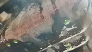 Coolant leak