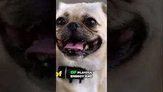Why Pugs Are the Ultimate Lovable Pets