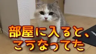 ……何かありました？｜保護猫の日常