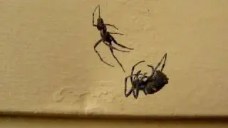 Spider Fight