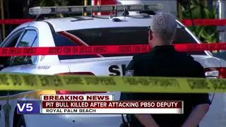 Pit bull killed after attacking deputy in Royal Palm Beach
