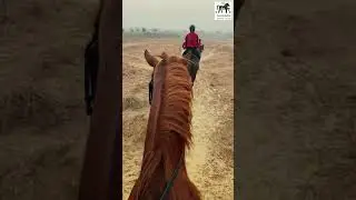 The richness of an Aravalli Horse Trail with Gurgaon Horse Club