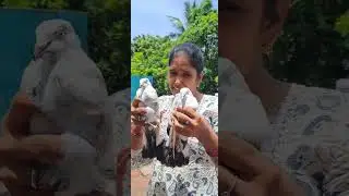 Dog mind voice நமக்கு சமசி தருவாங்க னு நனச்ச அத பறக்க விட்டாங்க 😂 #dogfunny #pets #funny #youtube 