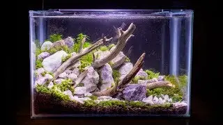 Terrestrial Moss Nano Aquarium
