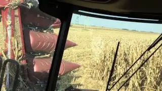 Case IH 4412 - 12 Row Folding Head in action